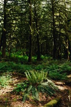 Green remote rainforest with moss on trees and ground Stock Photos