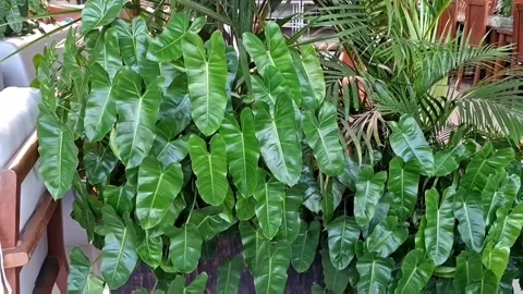 Green Restaurant Stock Footage 276722569