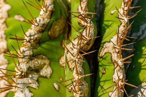 Green ribbed cactus long sharp needles background. Cacti extremely close up. Stockfoto's