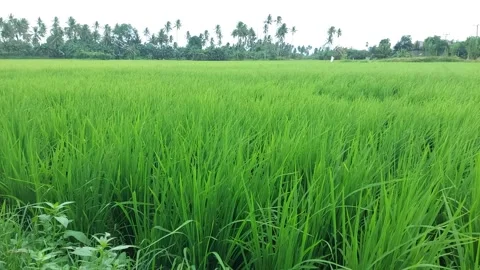 Green rice 1 Video stock 220379765