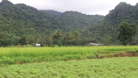 Green rice (1) Stock Footage 324804583