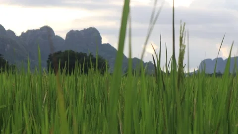 Green rice  (2) Stock Footage 324805115