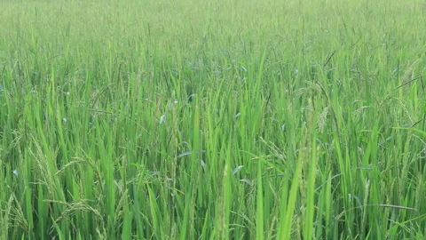 Green rice  (3) Stock-Footage 324805271