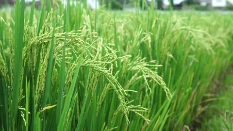 Green rice blown by the wind Video stock 273225346