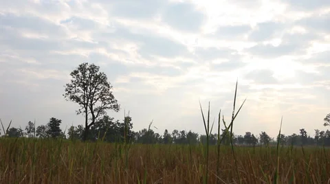 Green rice farm Stockbeeldmateriaal 33829552