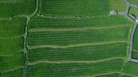 Green Rice Farm Stock Footage 259559616