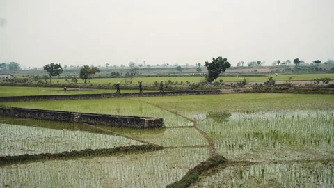 Green rice field and mountains. Vietnam Asia Vidéo 132164853