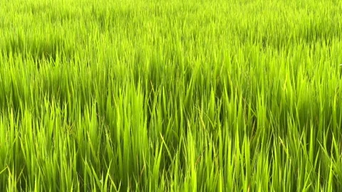 Green rice field and small bugs flying Stock Footage 320153483