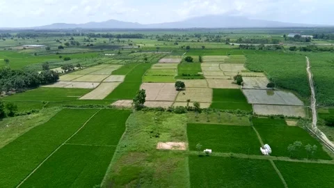 Green rice field area pattern. This pattern forms a beautiful background. Stock Footage 301167011