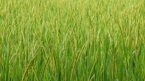 Green rice field for background Stock-Footage 103943624