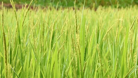 Green rice field for background Stock Footage 111858115