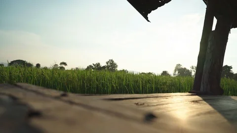 Green rice field from balcony Video stock 97095097