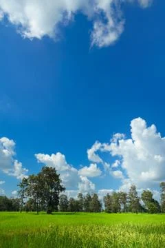 Green rice field with beautiful cloud sky. Stock Photos
