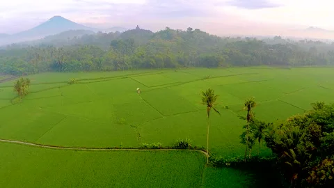 Green Rice Field with Borobudur Temple on the background Stock Footage