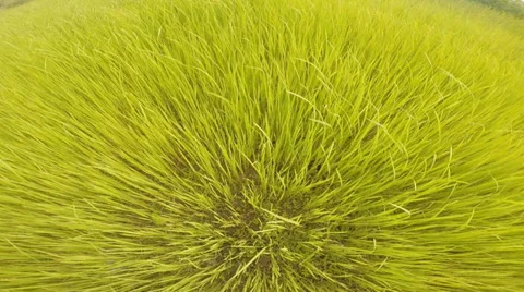 Green rice field with breeze 스톡 동영상 39766136