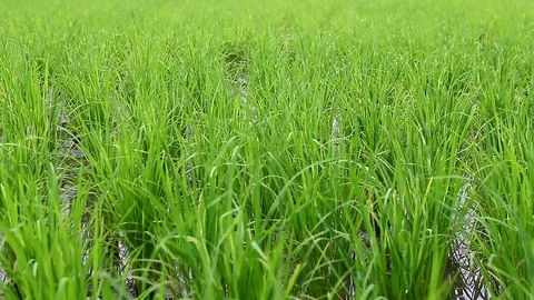Green  Rice Field close-up Stock Footage 79865004