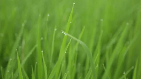 Green rice field close up Video stock 250911830