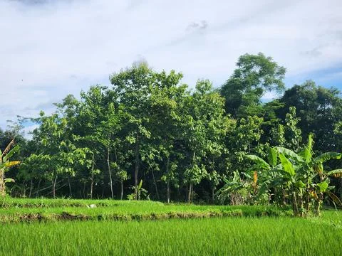 Green rice field with dense trees and banana plants. Stock Photos