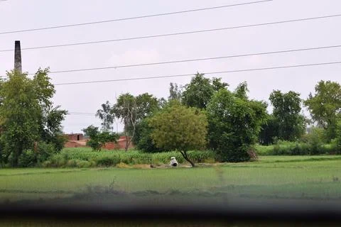 Green Rice Field with a Distant Worker and Rural Homes Stock Photos
