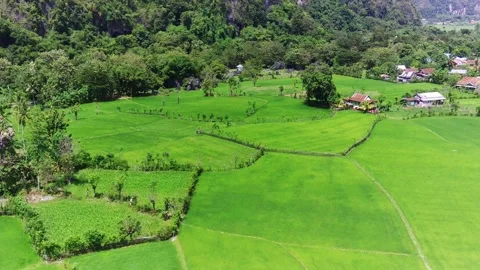 Green rice field drone video 5 Stock Footage 190191341