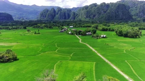 Green rice field drone video 12 Stock Footage 190215951