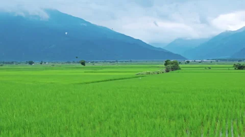 Green rice field during the growing season in Taitung, Taiwan. Видео 345891054