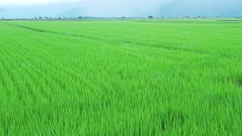 Green rice field during the growing season in Taitung, Taiwan. Видео 345892645