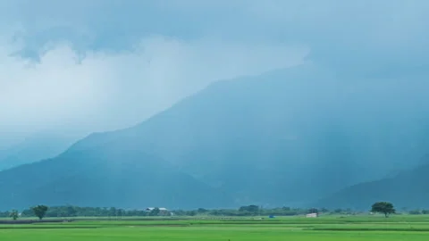 Green rice field during the growing season in Taitung, Taiwan. Видео 345893253