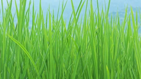 Green rice field during the growing season in Taitung, Taiwan. Видео 345894594