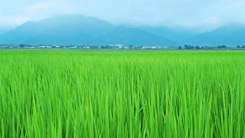 Green rice field during the growing season in Taitung, Taiwan. Видео 345895203