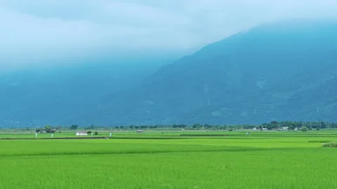 Green rice field during the growing season in Taitung, Taiwan. Видео 345895456