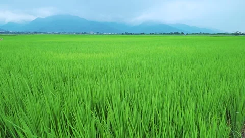 Green rice field during the growing season in Taitung, Taiwan. Видео 345896577