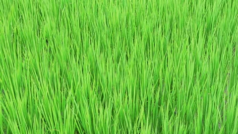 Green rice field during the growing season in Taitung, Taiwan. Видео 345896749