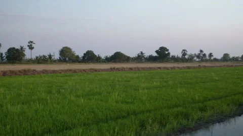 Green rice field in the evening Video stock 233576814