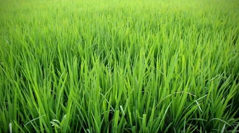 Green rice field Stock Footage 49429073