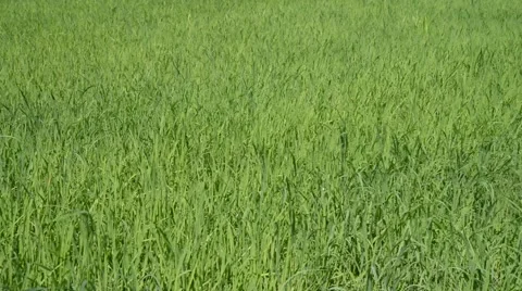 Green rice field Stock Footage 51201407