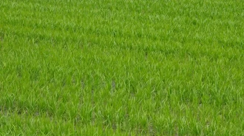 Green rice field Stock Footage 56278621