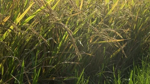 Green rice field Stock Footage