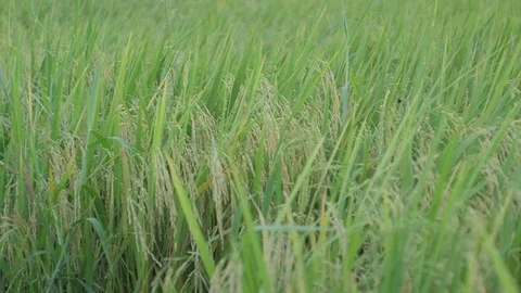 Green rice field Stock Footage 83162665