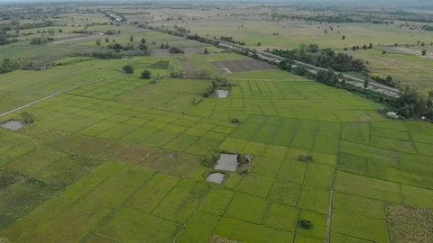 Green rice field Stock Footage 88646666