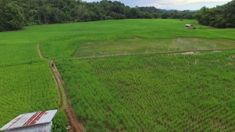 Green rice field Stock Footage 90153945