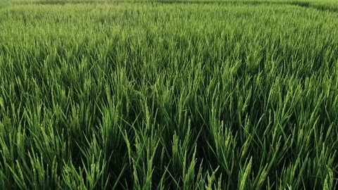 Green rice field Stock Footage 97491004