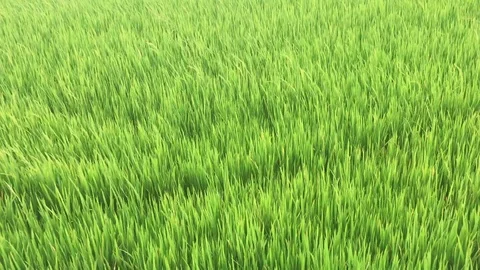 Green rice field Stock Footage 100868575