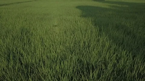 Green rice field Stock Footage