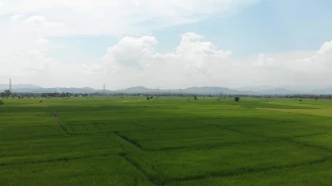 Green rice field Stock Footage 117264944