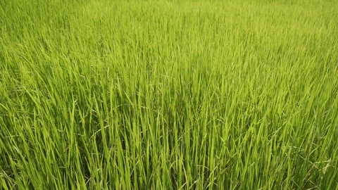 Green rice field Stock-Footage 117331851