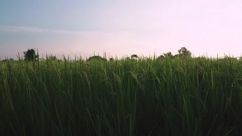 Green rice field Stock-Footage 140036770