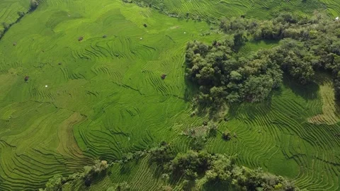 Green Rice Field Stock Footage