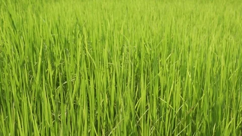 Green rice field Stock Footage 158292661