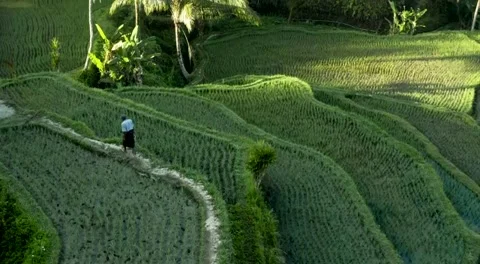 Green rice field Stock Footage 172062214